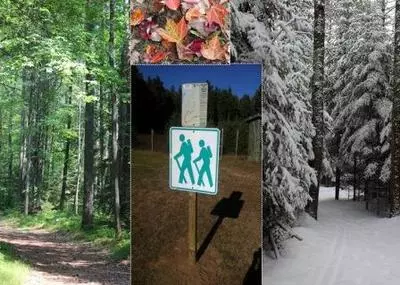 Trail trees from three different seasons
